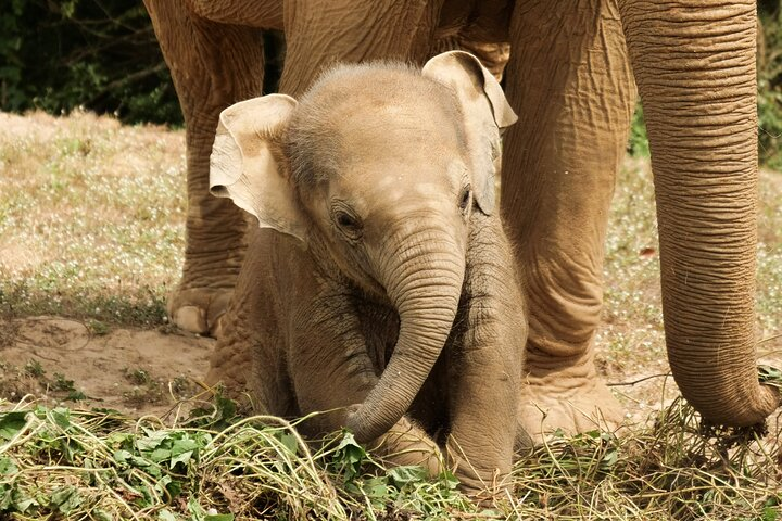 Udawalawe Safari & Elephants Orphanage Tour From Tissamaharama - Photo 1 of 8